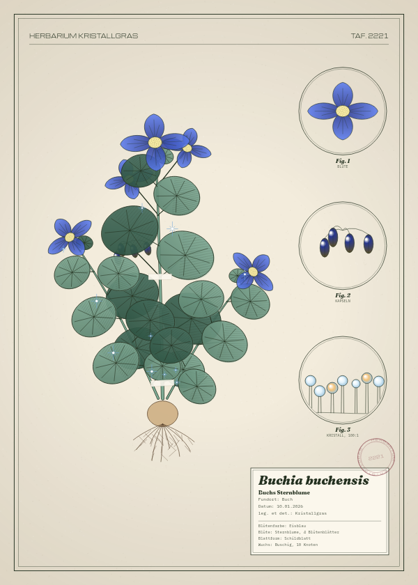 Botanische Tafel: Buchia buchensis, eine erfundene Pflanze aus Buch, gezeichnet wie in einem alten Pflanzenatlas