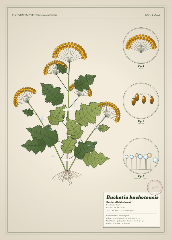 Botanische Tafel: Buchetia buchetensis, eine erfundene Pflanze aus Buchet, gezeichnet wie in einem alten Pflanzenatlas