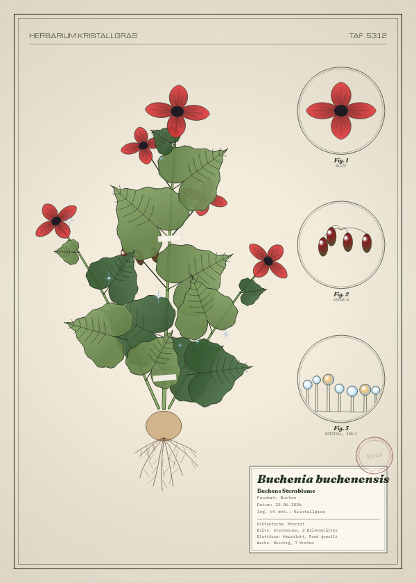 Botanische Tafel: Buchenia buchenensis, eine erfundene Pflanze aus Buchen, gezeichnet wie in einem alten Pflanzenatlas