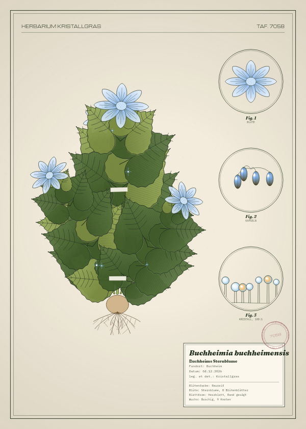 Botanische Tafel: Buchheimia buchheimensis, eine erfundene Pflanze aus Buchheim, gezeichnet wie in einem alten Pflanzenatlas