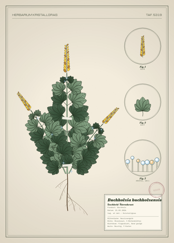 Botanische Tafel: Buchholzia buchholzensis, eine erfundene Pflanze aus Buchholz, gezeichnet wie in einem alten Pflanzenatlas