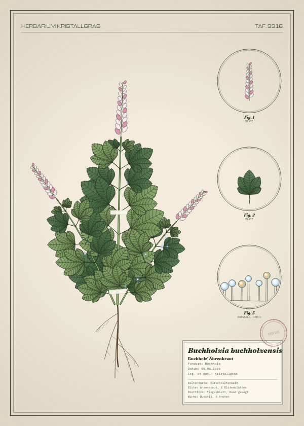 Botanische Tafel: Buchholzia buchholzensis, eine erfundene Pflanze aus Buchholz, gezeichnet wie in einem alten Pflanzenatlas