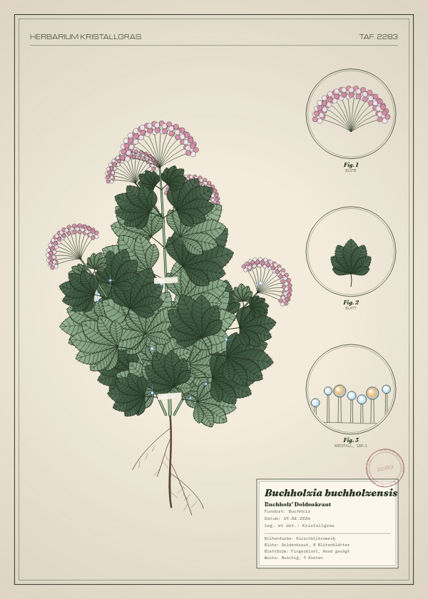 Botanische Tafel: Buchholzia buchholzensis, eine erfundene Pflanze aus Buchholz, gezeichnet wie in einem alten Pflanzenatlas