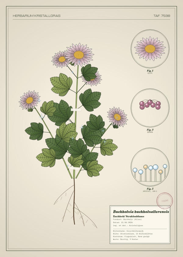 Botanische Tafel: Buchholzia buchholzallerensis, eine erfundene Pflanze aus Buchholz (Aller), gezeichnet wie in einem alten Pflanzenatlas