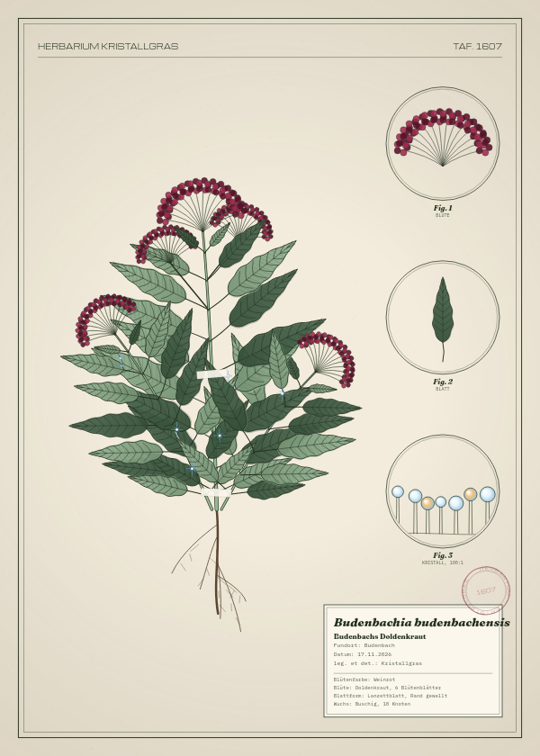 Botanische Tafel: Budenbachia budenbachensis, eine erfundene Pflanze aus Budenbach, gezeichnet wie in einem alten Pflanzenatlas