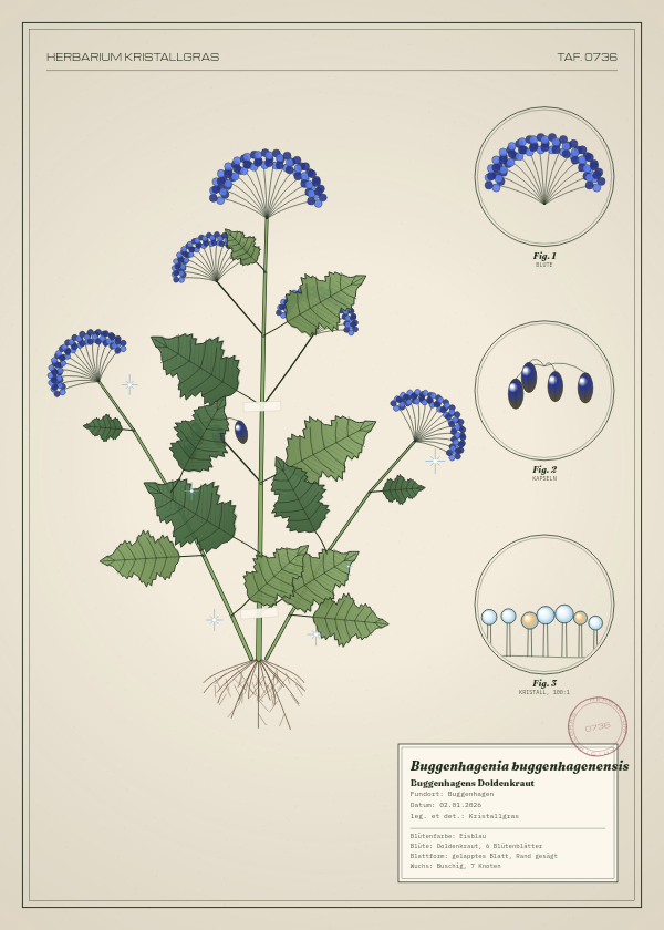 Botanische Tafel: Buggenhagenia buggenhagenensis, eine erfundene Pflanze aus Buggenhagen, gezeichnet wie in einem alten Pflanzenatlas