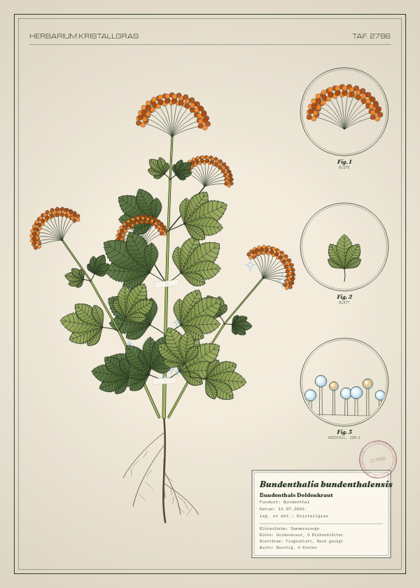 Botanische Tafel: Bundenthalia bundenthalensis, eine erfundene Pflanze aus Bundenthal, gezeichnet wie in einem alten Pflanzenatlas