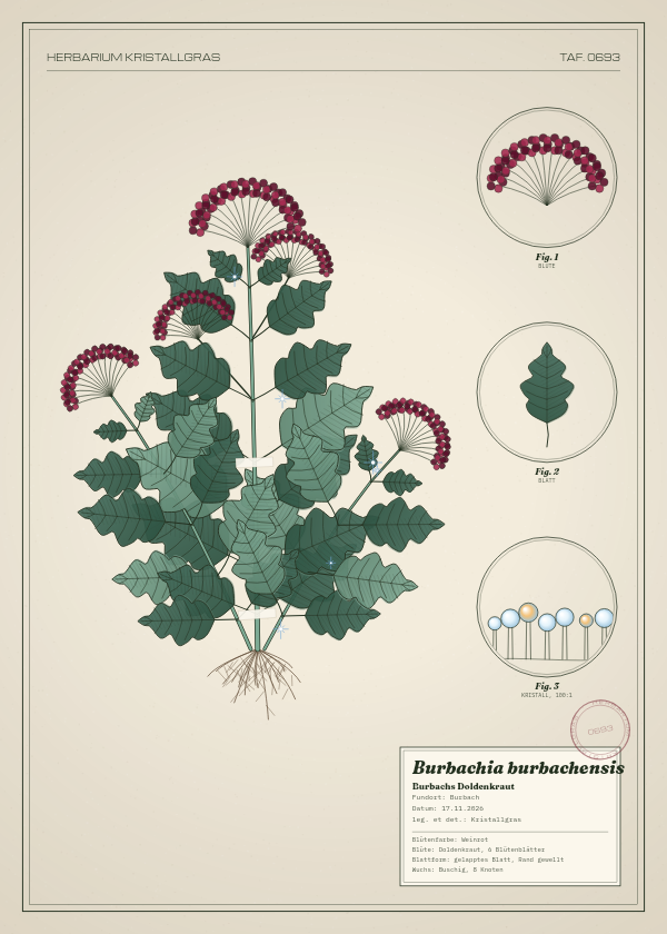 Botanische Tafel: Burbachia burbachensis, eine erfundene Pflanze aus Burbach, gezeichnet wie in einem alten Pflanzenatlas