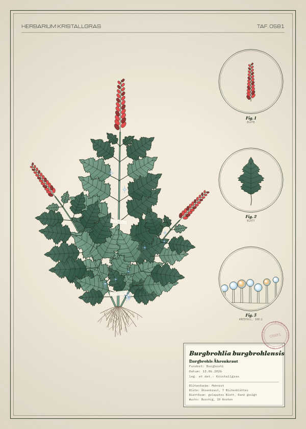 Botanische Tafel: Burgbrohlia burgbrohlensis, eine erfundene Pflanze aus Burgbrohl, gezeichnet wie in einem alten Pflanzenatlas