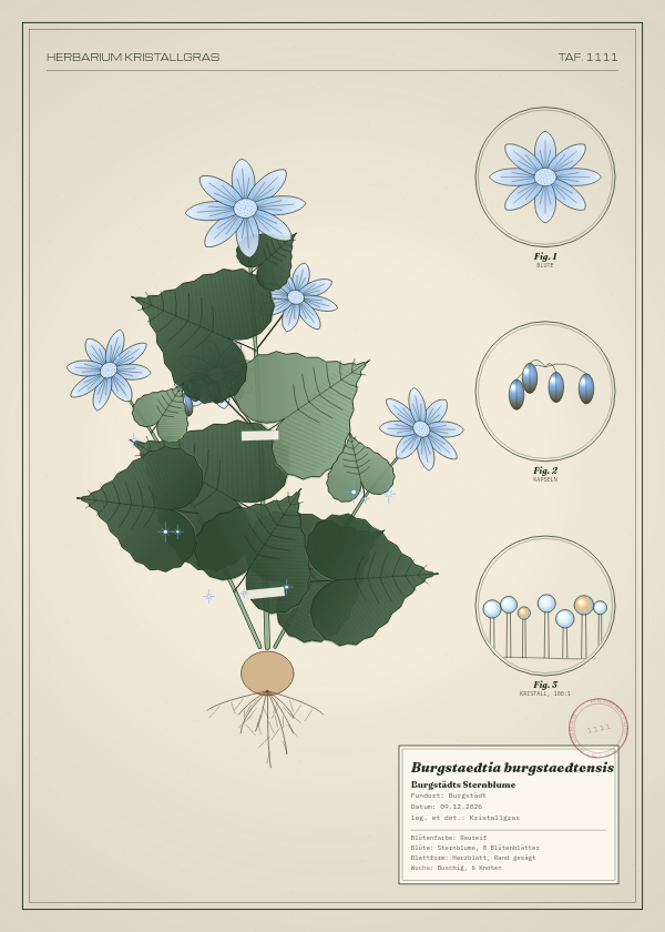 Botanische Tafel: Burgstaedtia burgstaedtensis, eine erfundene Pflanze aus Burgstädt, gezeichnet wie in einem alten Pflanzenatlas