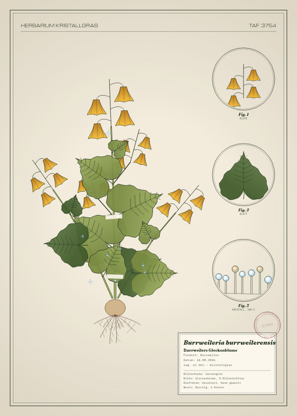Botanische Tafel: Burrweileria burrweilerensis, eine erfundene Pflanze aus Burrweiler, gezeichnet wie in einem alten Pflanzenatlas