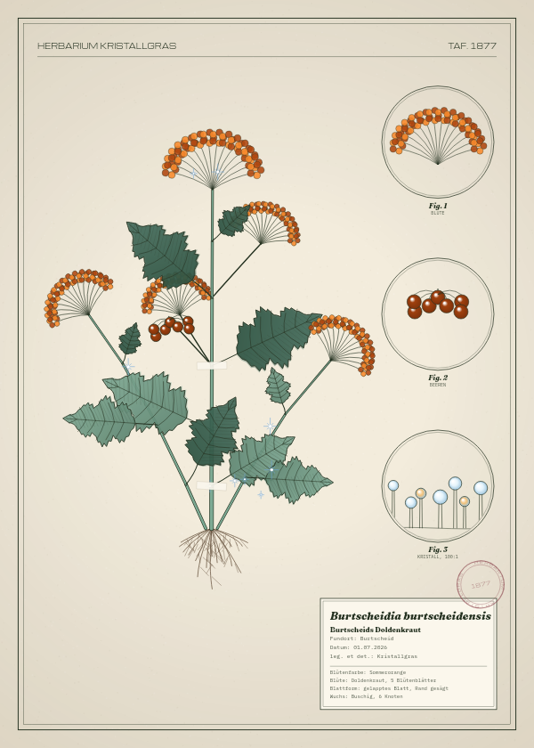 Botanische Tafel: Burtscheidia burtscheidensis, eine erfundene Pflanze aus Burtscheid, gezeichnet wie in einem alten Pflanzenatlas
