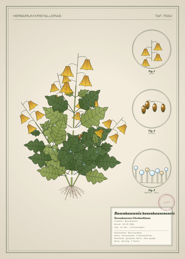Botanische Tafel: Busenhausenia busenhausenensis, eine erfundene Pflanze aus Busenhausen, gezeichnet wie in einem alten Pflanzenatlas