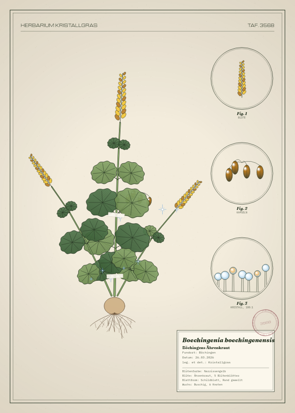Botanische Tafel: Boechingenia boechingenensis, eine erfundene Pflanze aus Böchingen, gezeichnet wie in einem alten Pflanzenatlas