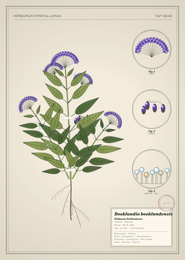 Botanische Tafel: Boeklundia boeklundensis, eine erfundene Pflanze aus Böklund, gezeichnet wie in einem alten Pflanzenatlas