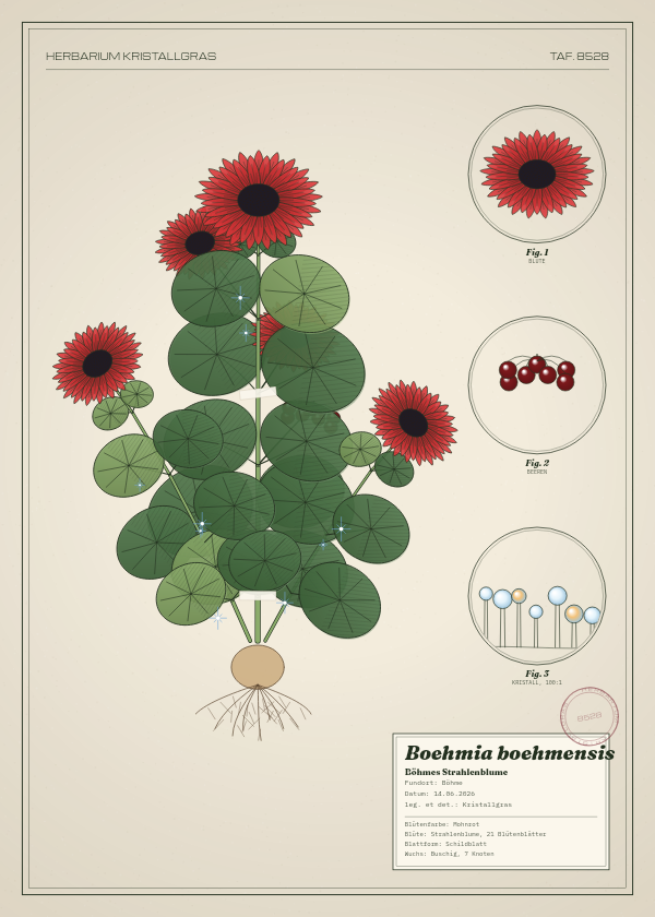 Botanische Tafel: Boehmia boehmensis, eine erfundene Pflanze aus Böhme, gezeichnet wie in einem alten Pflanzenatlas