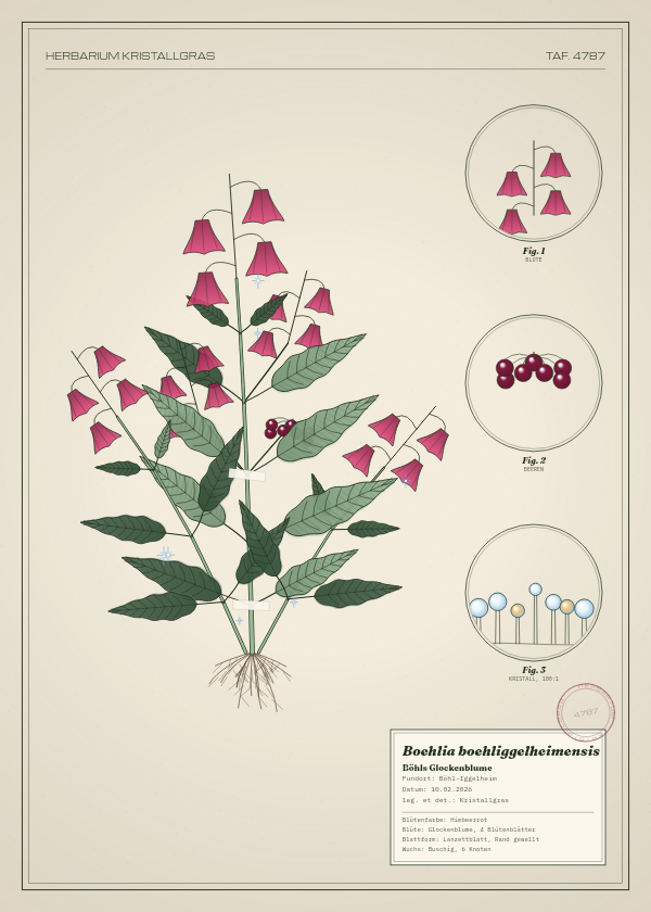 Botanische Tafel: Boehlia boehliggelheimensis, eine erfundene Pflanze aus Böhl-Iggelheim, gezeichnet wie in einem alten Pflanzenatlas