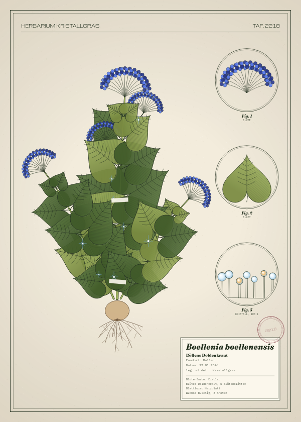 Botanische Tafel: Boellenia boellenensis, eine erfundene Pflanze aus Böllen, gezeichnet wie in einem alten Pflanzenatlas