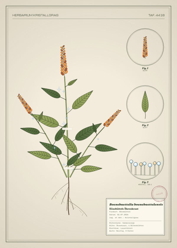 Botanische Tafel: Boenebuettelia boenebuettelensis, eine erfundene Pflanze aus Bönebüttel, gezeichnet wie in einem alten Pflanzenatlas