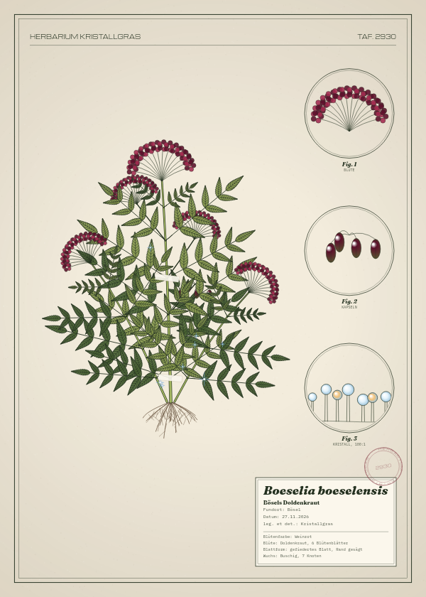 Botanische Tafel: Boeselia boeselensis, eine erfundene Pflanze aus Bösel, gezeichnet wie in einem alten Pflanzenatlas