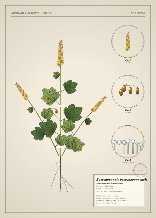 Botanische Tafel: Boesenbrunnia boesenbrunnensis, eine erfundene Pflanze aus Bösenbrunn, gezeichnet wie in einem alten Pflanzenatlas