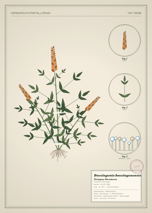 Botanische Tafel: Boesingenia boesingenensis, eine erfundene Pflanze aus Bösingen, gezeichnet wie in einem alten Pflanzenatlas