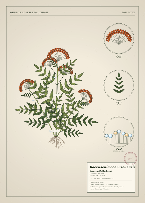 Botanische Tafel: Boernsenia boernsenensis, eine erfundene Pflanze aus Börnsen, gezeichnet wie in einem alten Pflanzenatlas