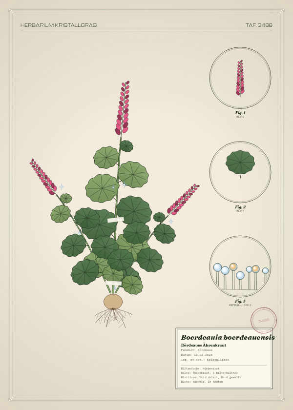 Botanische Tafel: Boerdeauia boerdeauensis, eine erfundene Pflanze aus Bördeaue, gezeichnet wie in einem alten Pflanzenatlas