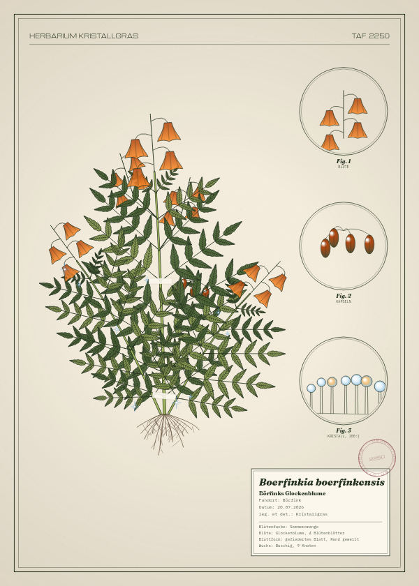 Botanische Tafel: Boerfinkia boerfinkensis, eine erfundene Pflanze aus Börfink, gezeichnet wie in einem alten Pflanzenatlas