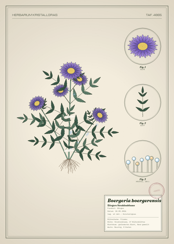 Botanische Tafel: Boergeria boergerensis, eine erfundene Pflanze aus Börger, gezeichnet wie in einem alten Pflanzenatlas
