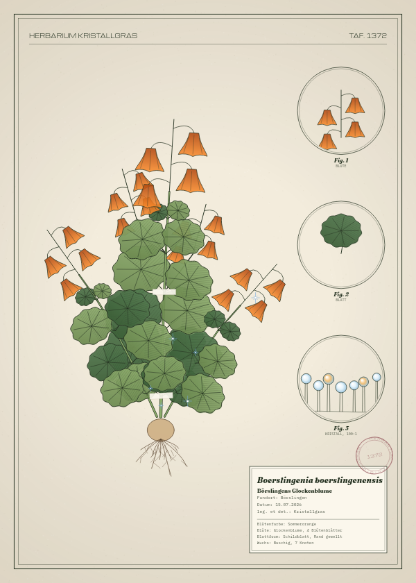 Botanische Tafel: Boerslingenia boerslingenensis, eine erfundene Pflanze aus Börslingen, gezeichnet wie in einem alten Pflanzenatlas