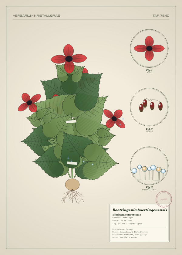 Botanische Tafel: Boettingenia boettingenensis, eine erfundene Pflanze aus Böttingen, gezeichnet wie in einem alten Pflanzenatlas