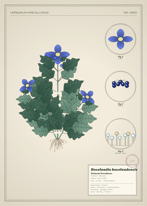 Botanische Tafel: Boexlundia boexlundensis, eine erfundene Pflanze aus Böxlund, gezeichnet wie in einem alten Pflanzenatlas