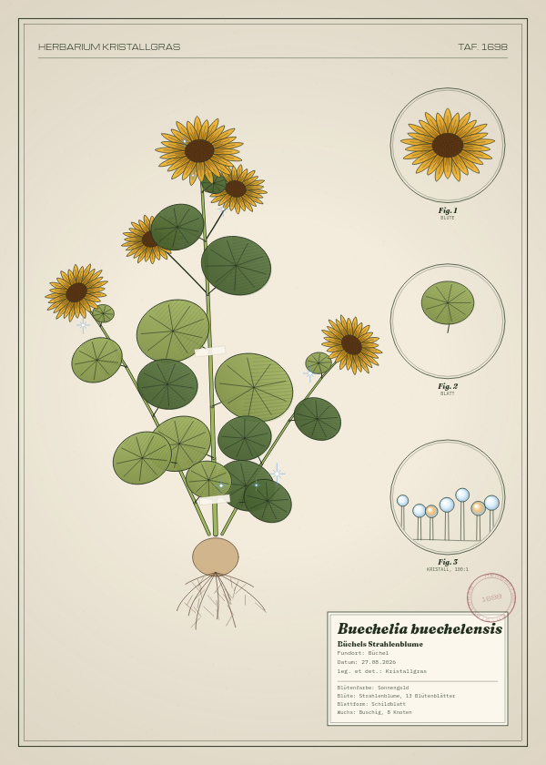 Botanische Tafel: Buechelia buechelensis, eine erfundene Pflanze aus Büchel, gezeichnet wie in einem alten Pflanzenatlas