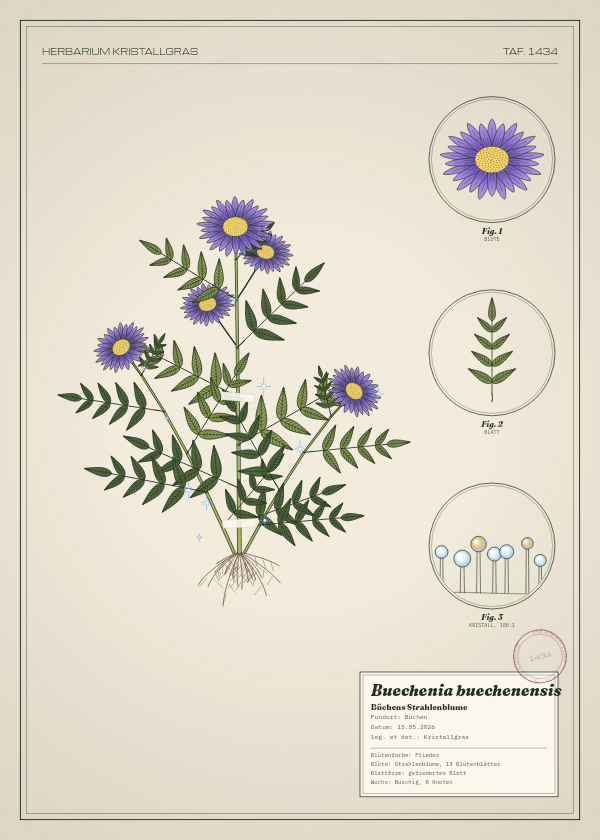 Botanische Tafel: Buechenia buechenensis, eine erfundene Pflanze aus Büchen, gezeichnet wie in einem alten Pflanzenatlas
