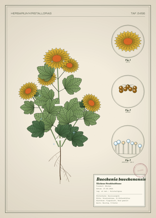Botanische Tafel: Bueckenia bueckenensis, eine erfundene Pflanze aus Bücken, gezeichnet wie in einem alten Pflanzenatlas