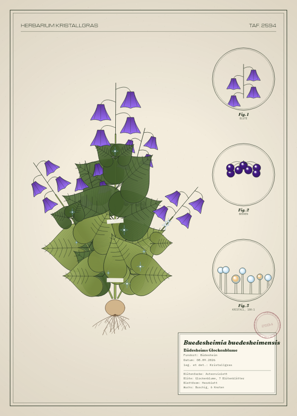 Botanische Tafel: Buedesheimia buedesheimensis, eine erfundene Pflanze aus Büdesheim, gezeichnet wie in einem alten Pflanzenatlas