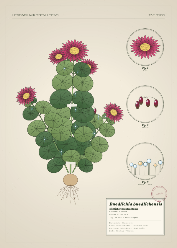 Botanische Tafel: Buedlichia buedlichensis, eine erfundene Pflanze aus Büdlich, gezeichnet wie in einem alten Pflanzenatlas