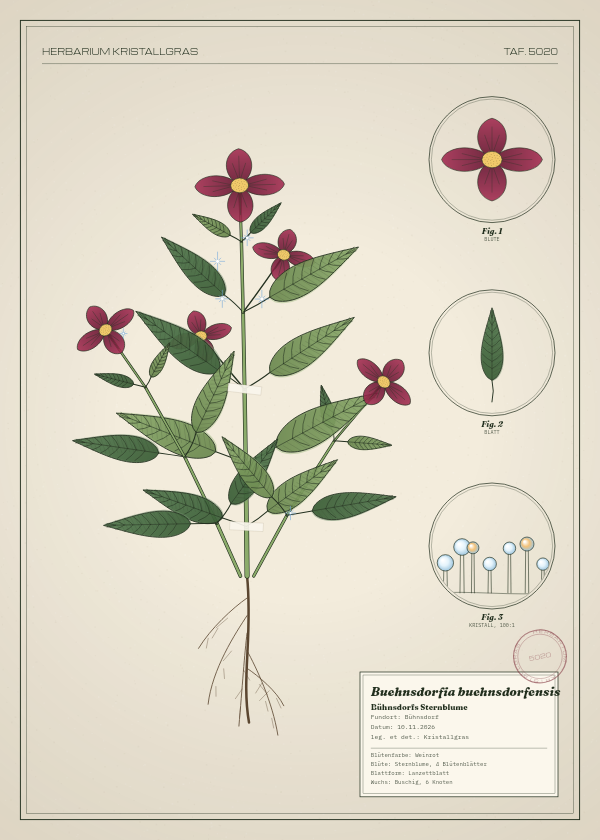 Botanische Tafel: Buehnsdorfia buehnsdorfensis, eine erfundene Pflanze aus Bühnsdorf, gezeichnet wie in einem alten Pflanzenatlas