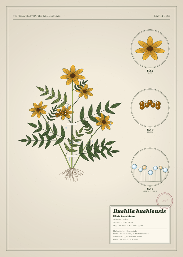 Botanische Tafel: Buehlia buehlensis, eine erfundene Pflanze aus Bühl, gezeichnet wie in einem alten Pflanzenatlas