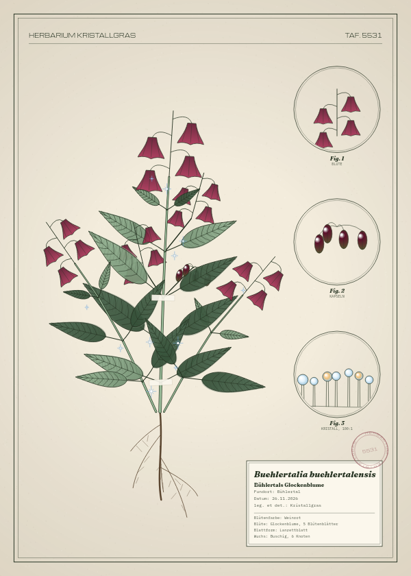 Botanische Tafel: Buehlertalia buehlertalensis, eine erfundene Pflanze aus Bühlertal, gezeichnet wie in einem alten Pflanzenatlas