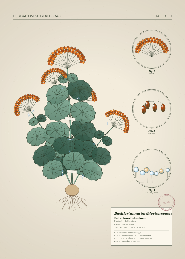 Botanische Tafel: Buehlertannia buehlertannensis, eine erfundene Pflanze aus Bühlertann, gezeichnet wie in einem alten Pflanzenatlas