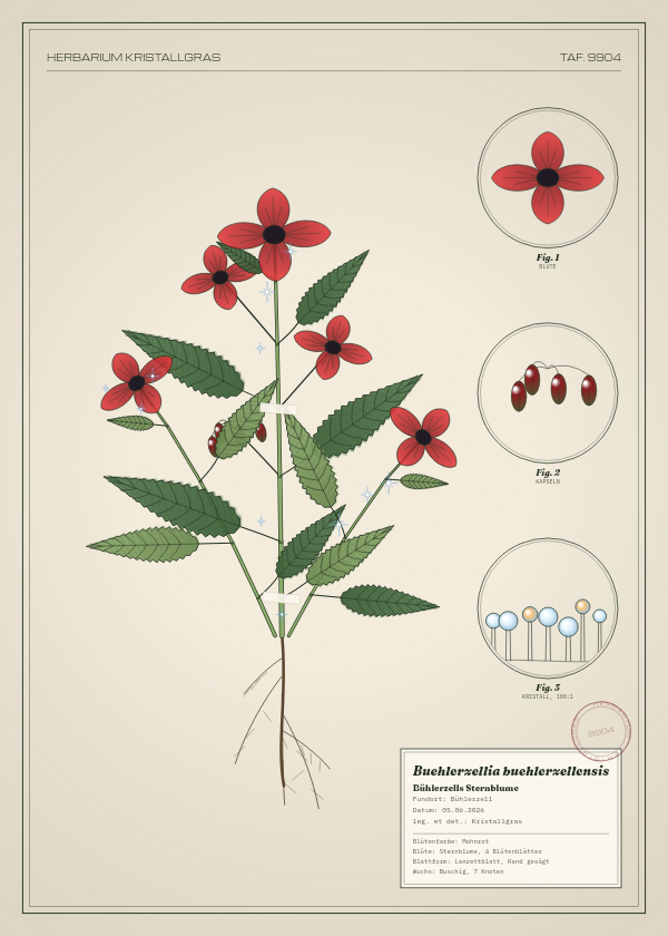 Botanische Tafel: Buehlerzellia buehlerzellensis, eine erfundene Pflanze aus Bühlerzell, gezeichnet wie in einem alten Pflanzenatlas