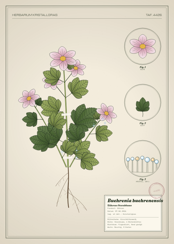 Botanische Tafel: Buehrenia buehrenensis, eine erfundene Pflanze aus Bühren, gezeichnet wie in einem alten Pflanzenatlas