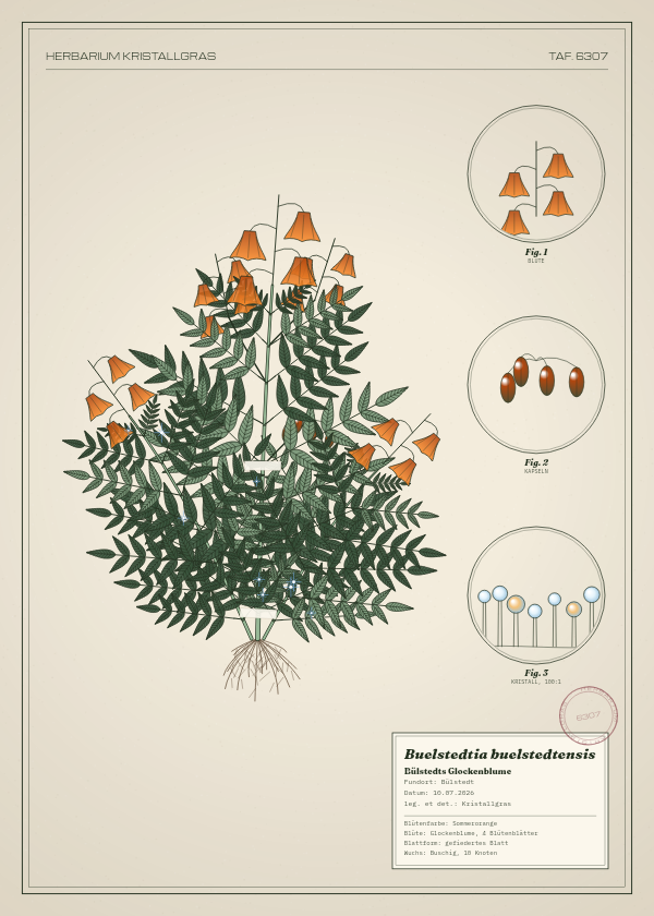 Botanische Tafel: Buelstedtia buelstedtensis, eine erfundene Pflanze aus Bülstedt, gezeichnet wie in einem alten Pflanzenatlas
