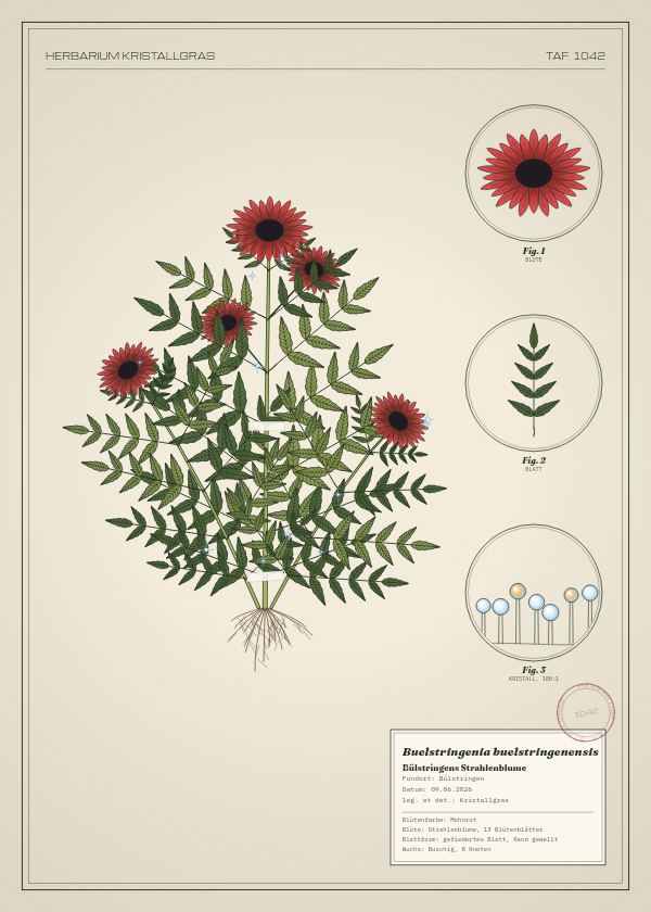 Botanische Tafel: Buelstringenia buelstringenensis, eine erfundene Pflanze aus Bülstringen, gezeichnet wie in einem alten Pflanzenatlas