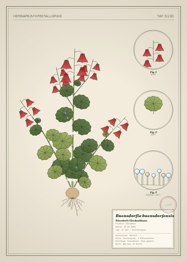 Botanische Tafel: Buensdorfia buensdorfensis, eine erfundene Pflanze aus Bünsdorf, gezeichnet wie in einem alten Pflanzenatlas
