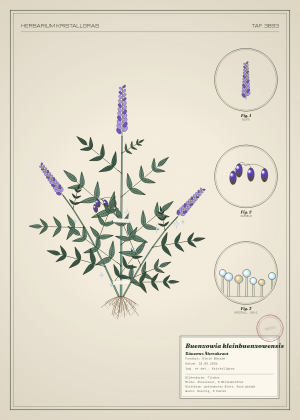Botanische Tafel: Buenzowia kleinbuenzowensis, eine erfundene Pflanze aus Klein Bünzow, gezeichnet wie in einem alten Pflanzenatlas