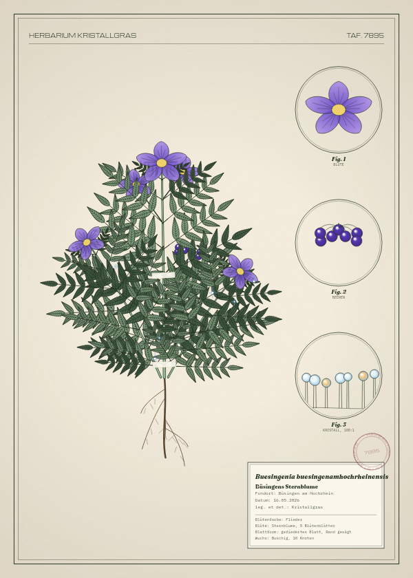 Botanische Tafel: Buesingenia buesingenamhochrheinensis, eine erfundene Pflanze aus Büsingen am Hochrhein, gezeichnet wie in einem alten Pflanzenatlas