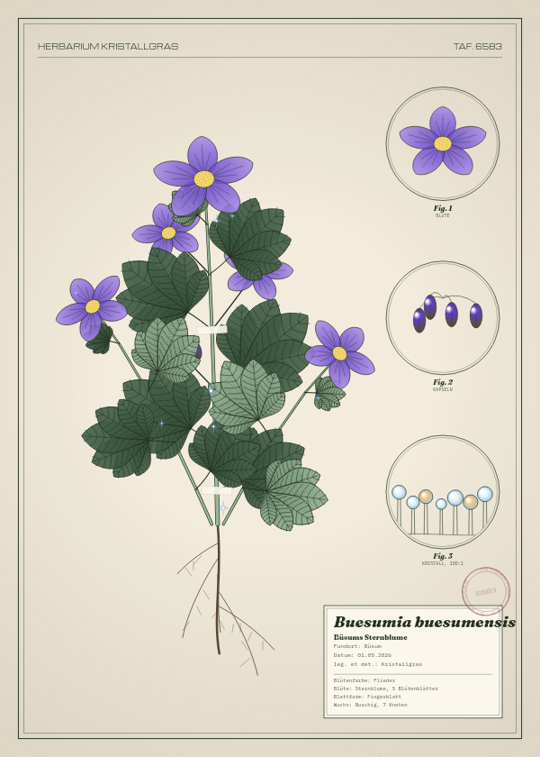 Botanische Tafel: Buesumia buesumensis, eine erfundene Pflanze aus Büsum, gezeichnet wie in einem alten Pflanzenatlas